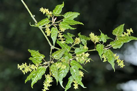 尖葉植物|尖葉槭 Acer kawakamii Koidz. 